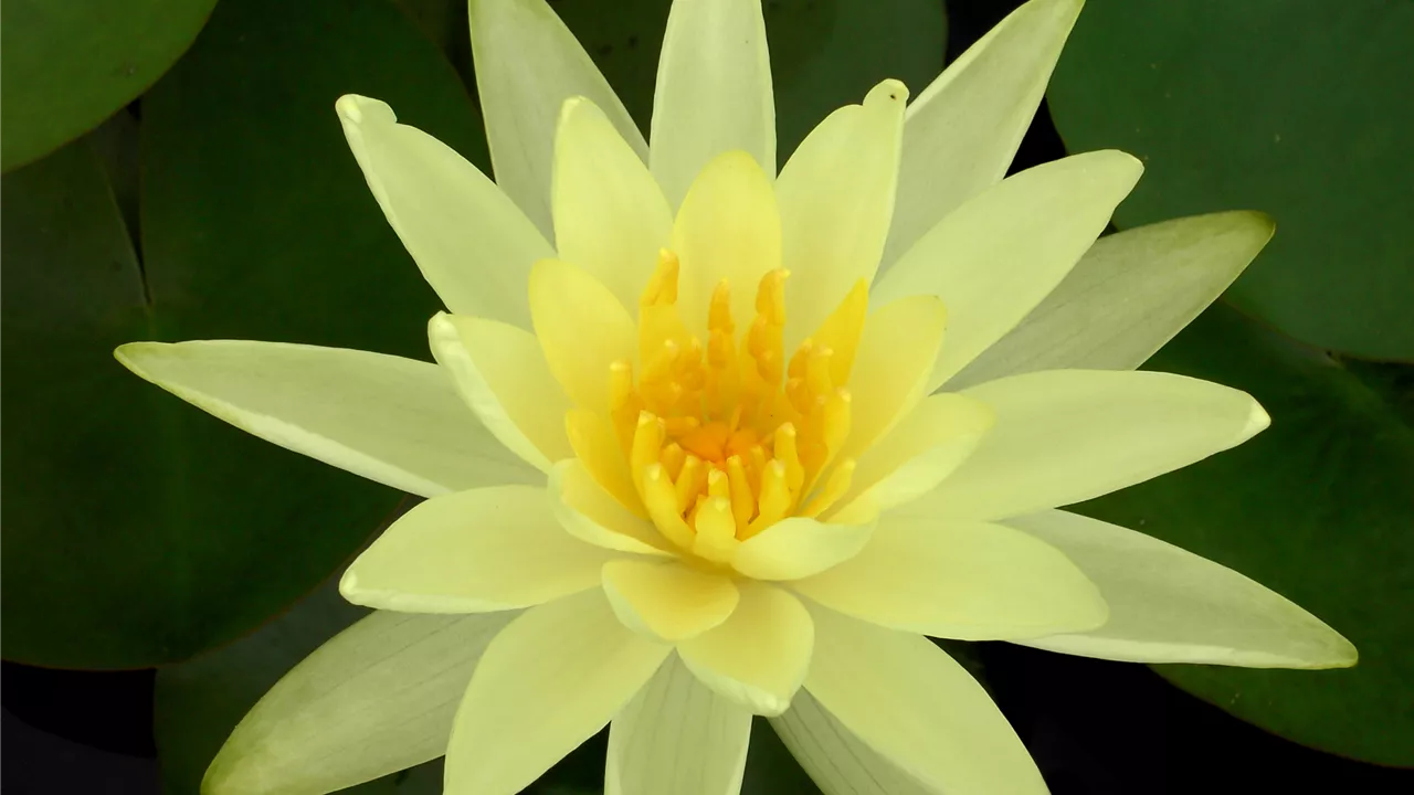 Nymphaea 'Sulphurea'