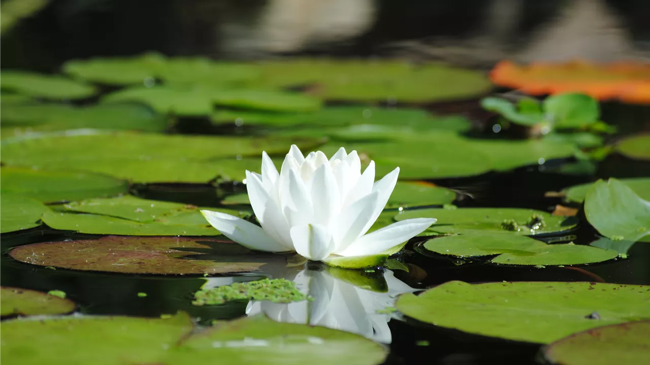 Nymphaea alba