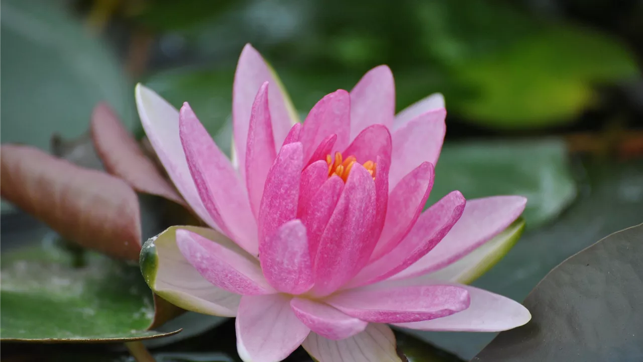 Nymphaea 'Laydekeri Lilacea'