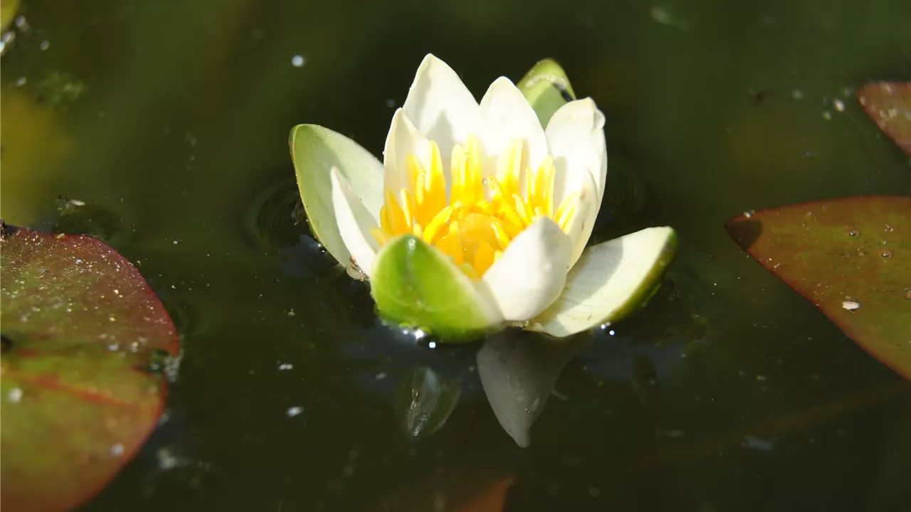 Nymphaea tetragona 'Pygmaea Alba'