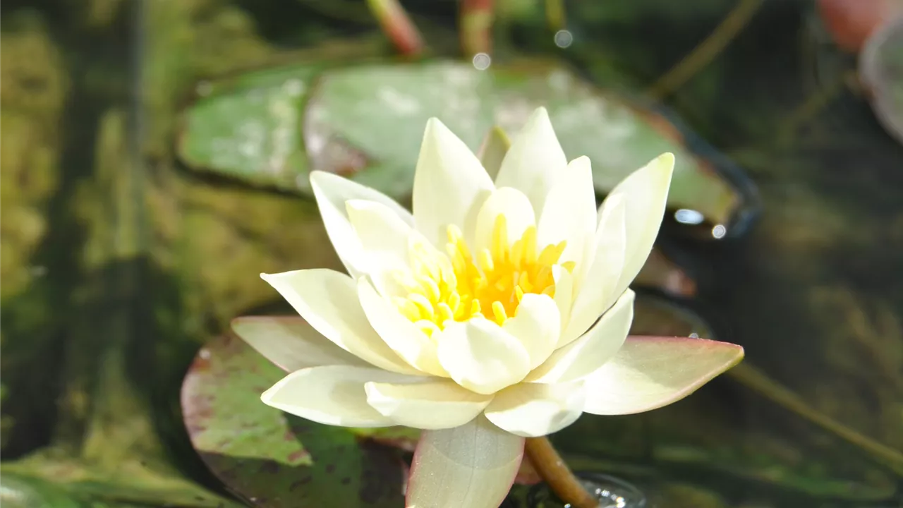 Nymphaea tetragona 'Pygmaea Helvola'