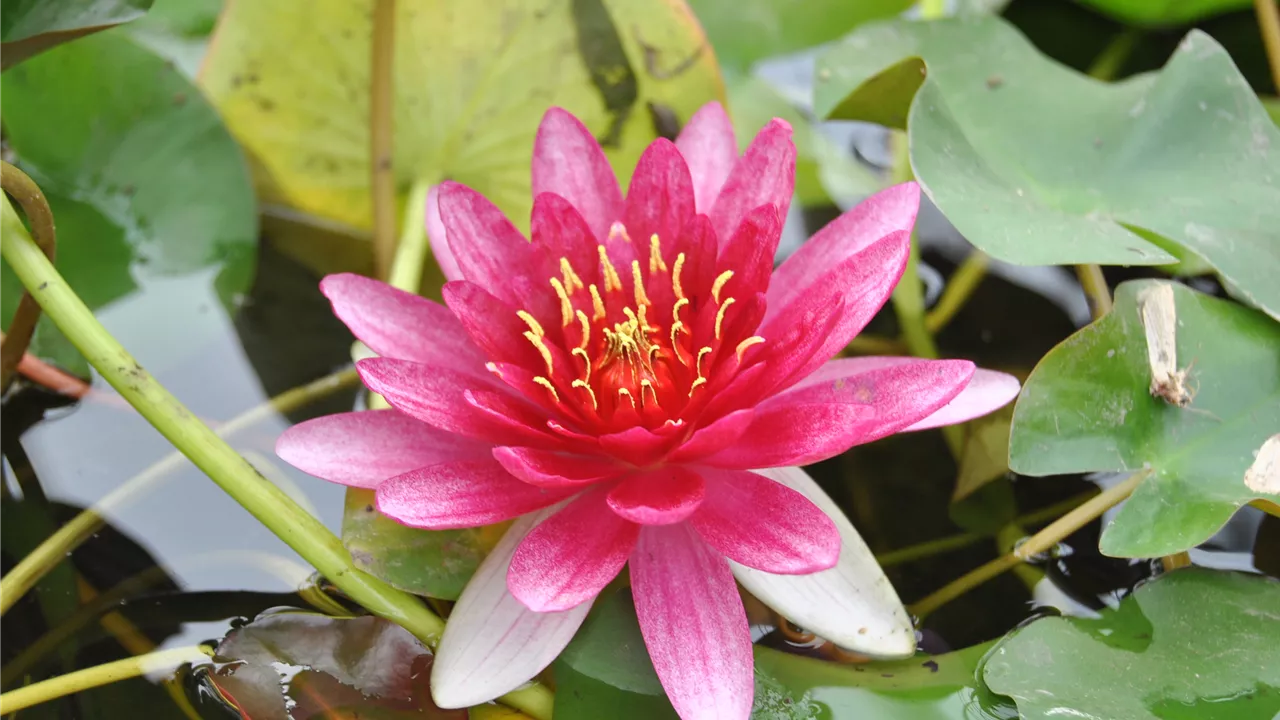 Nymphaea tetragona 'Pygmaea Rubra'