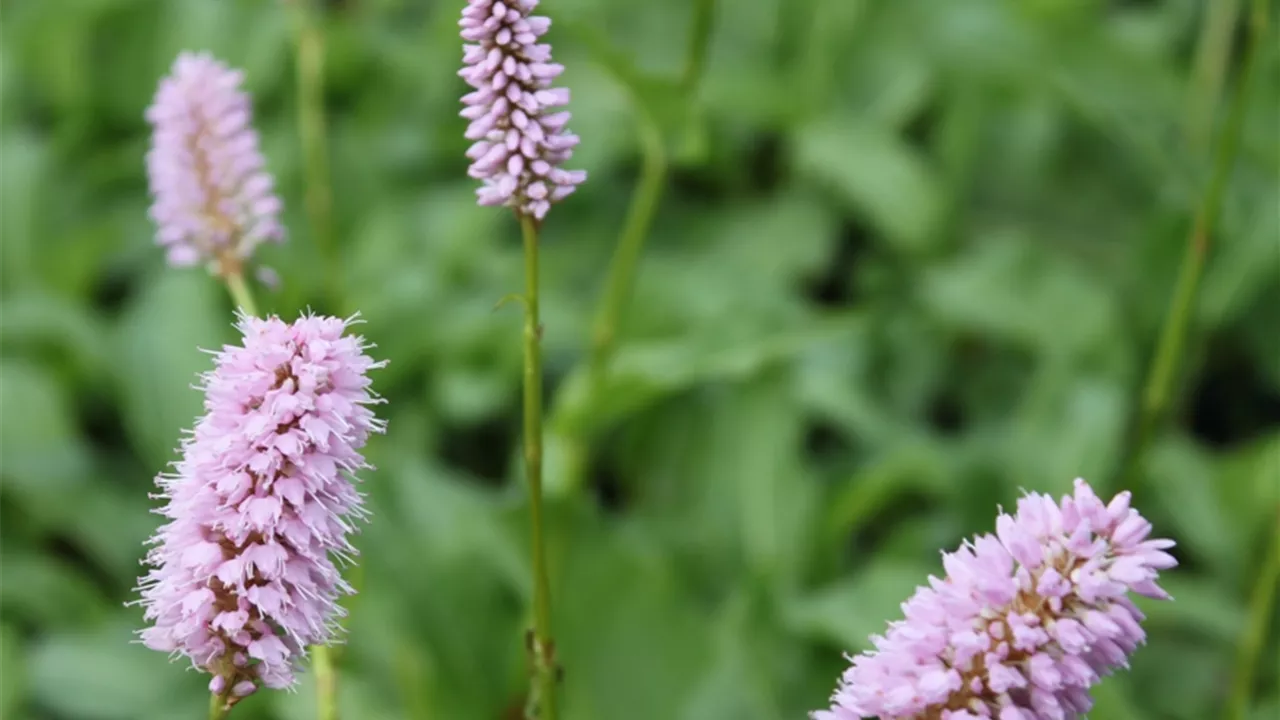 Bistorta officinalis