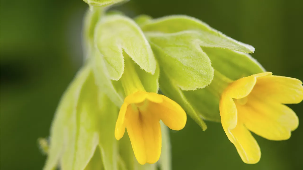 Primula beesiana