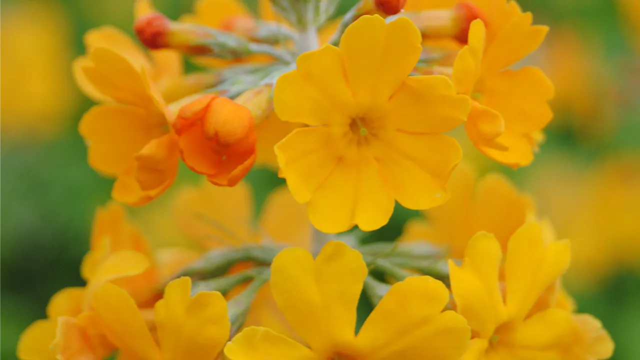 Primula bulleyana