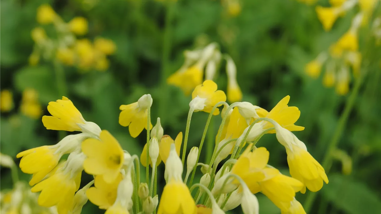 Primula florindae