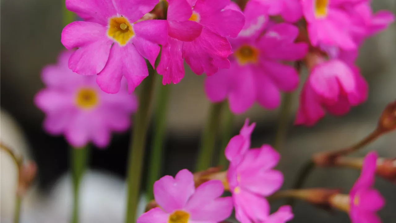 Primula rosea