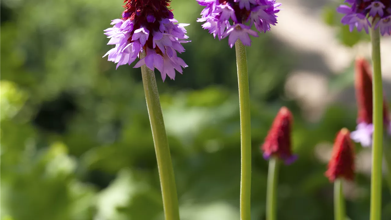 Primula vialii