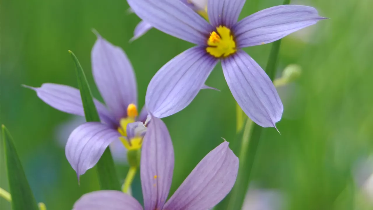 Sisyrinchium angustifolium