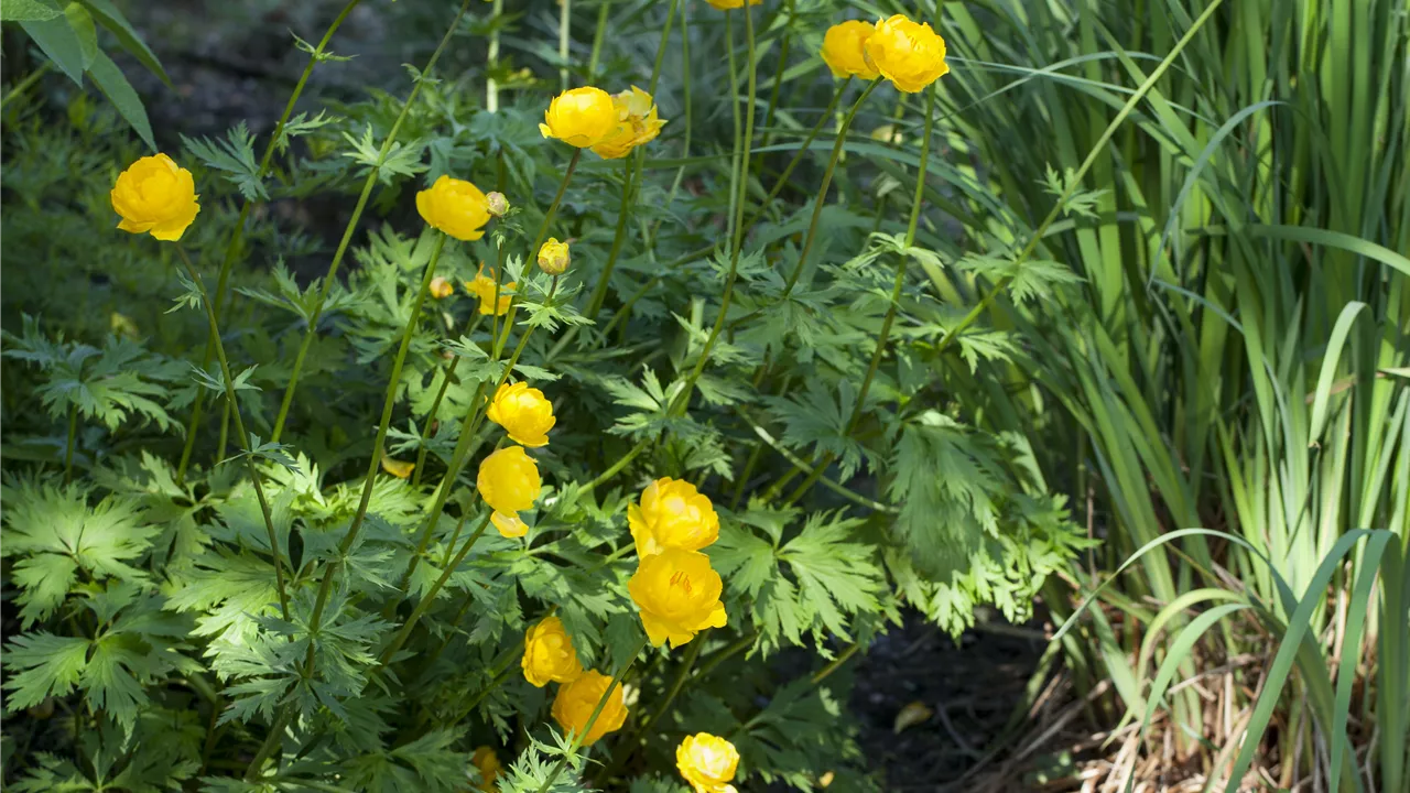 Trollius europaeus