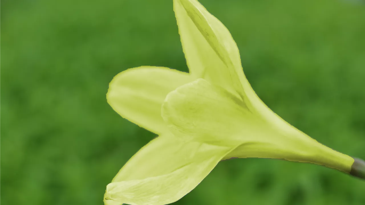 Zephyranthes candida, gelb