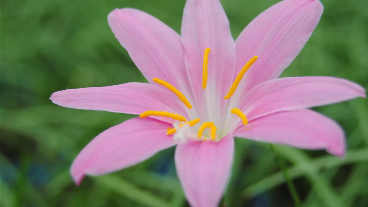 Zephyranthes candida, rosa