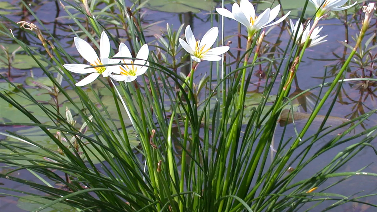 Zephyranthes candida, weiß