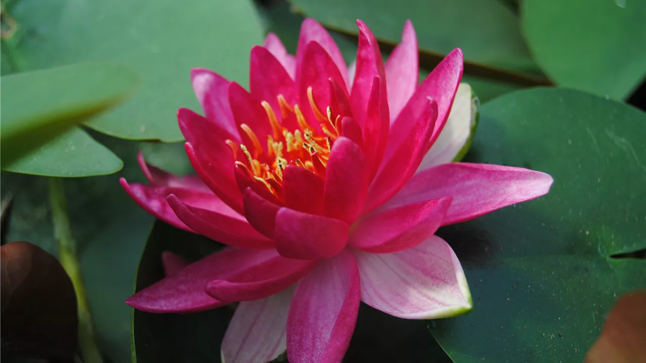 Nymphaea 'Froebeli'