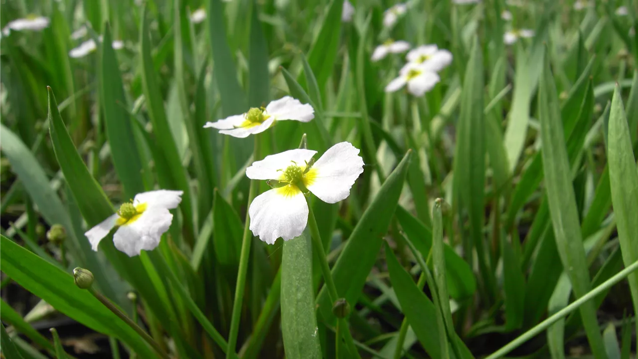 Baldellia ranunculoides