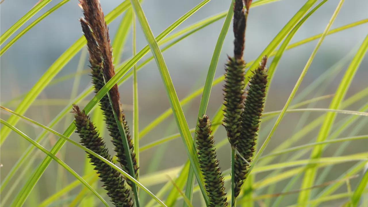 Carex acuta gracilis