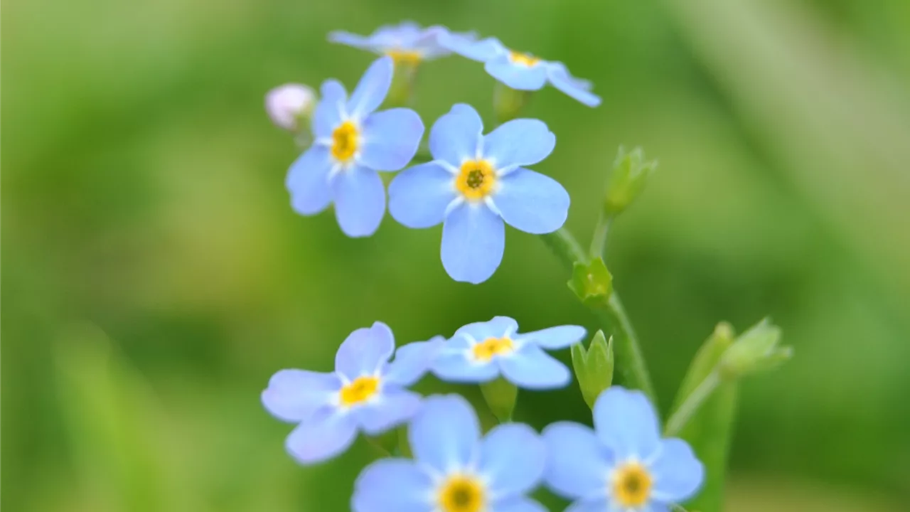 Myosotis scorpioides