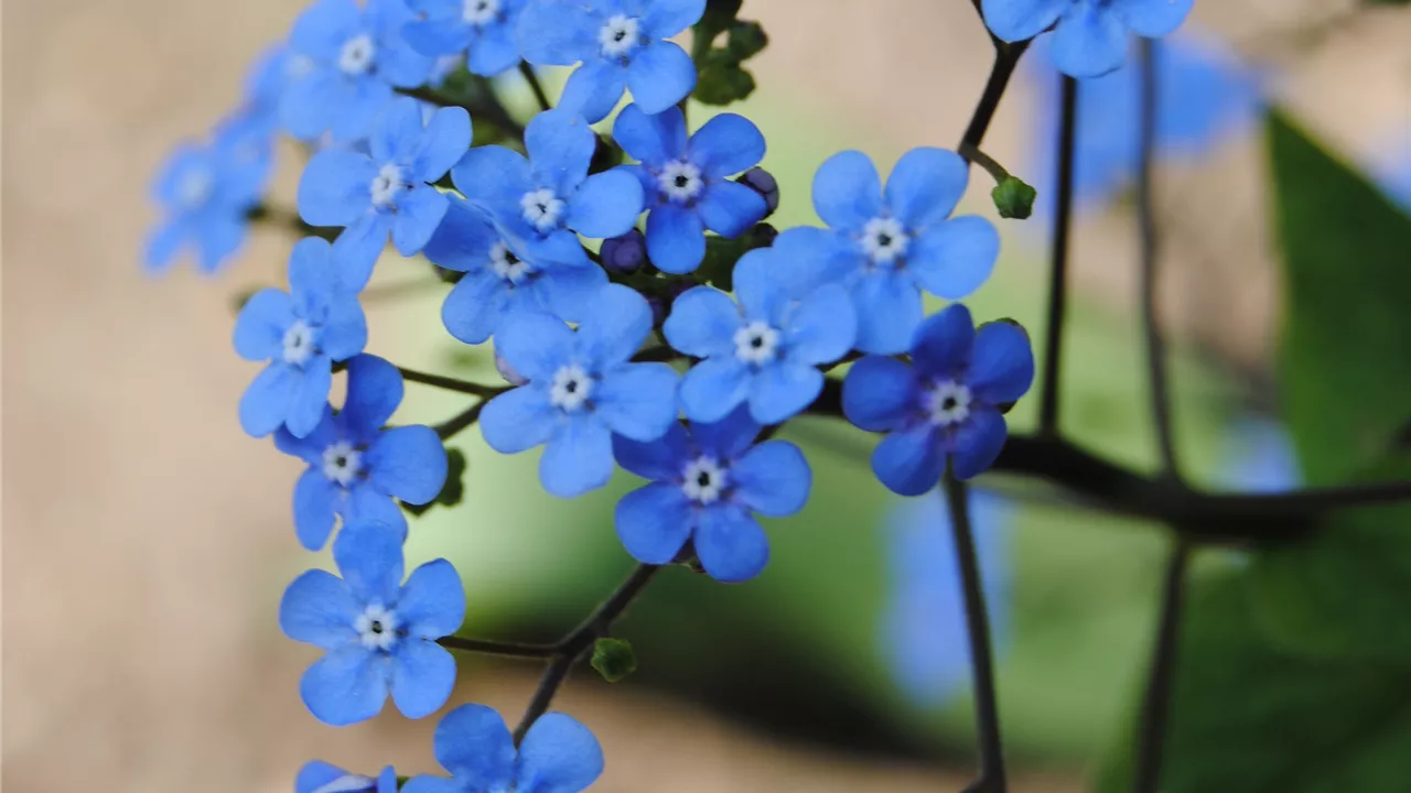 Myosotis scorpioides 'Pit Baker'