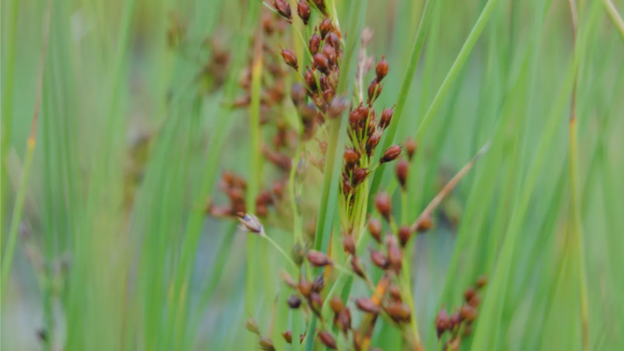 Juncus effusus