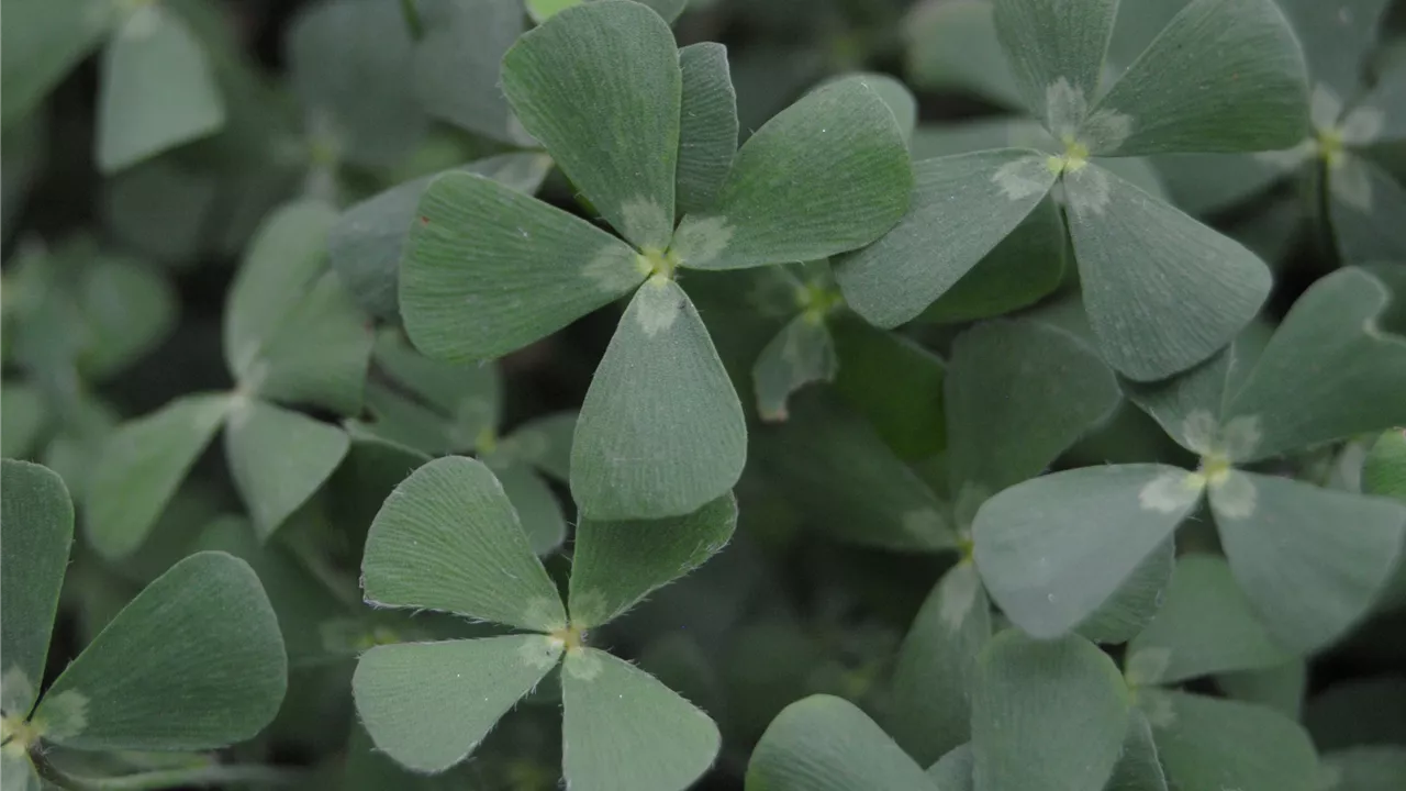 Marsilea