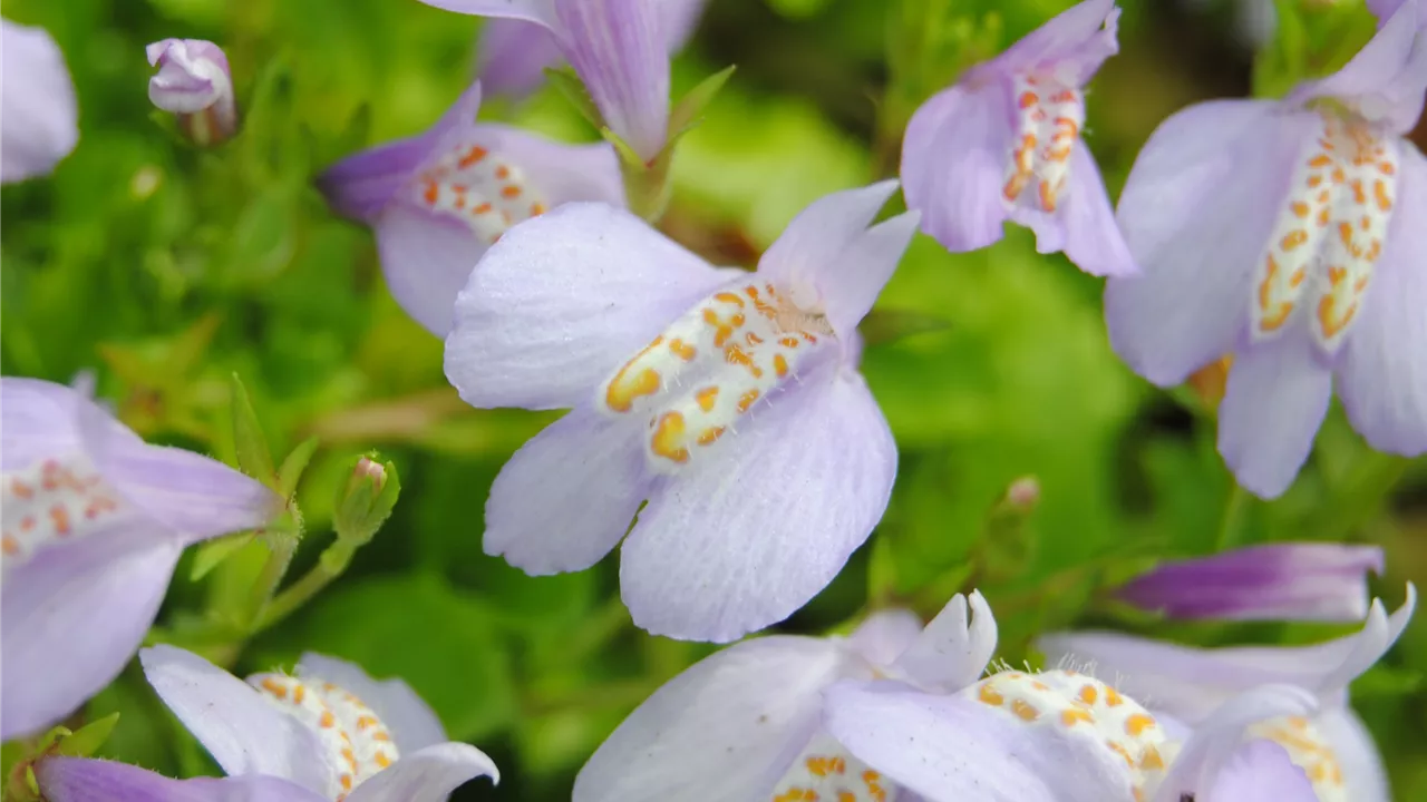 Mazus reptans, blau