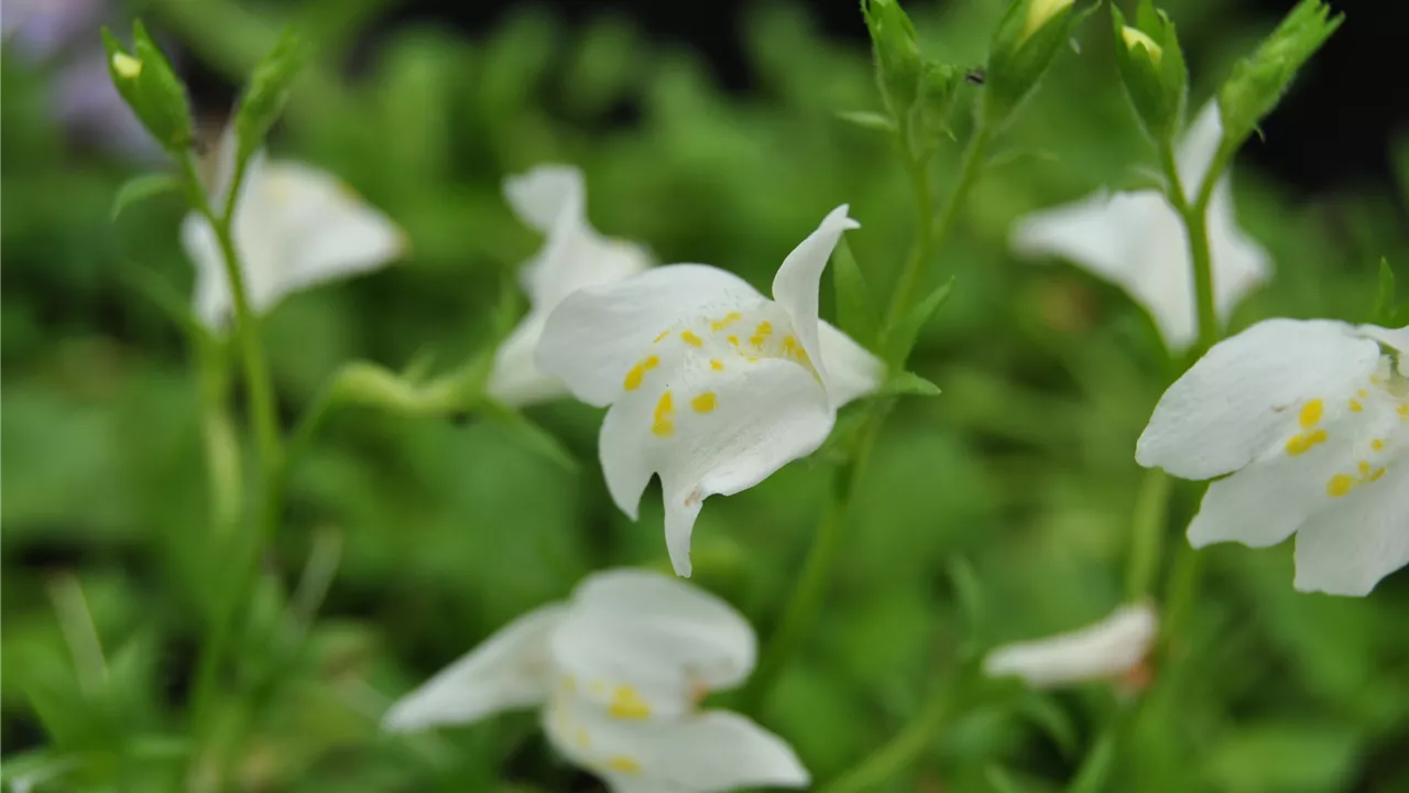 Mazus reptans, weiß