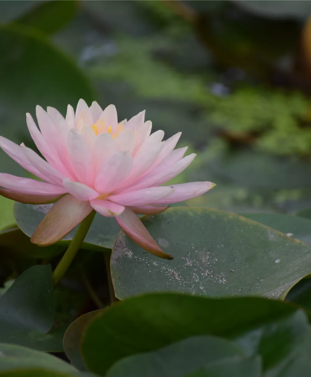 Seerose 'Madame Wilfron Gonnère'