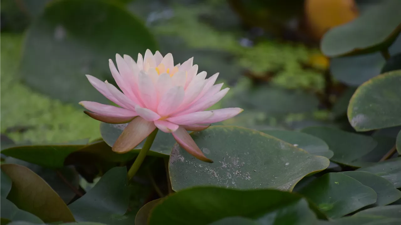 Nymphaea 'Madame Wilfron Gonnère'