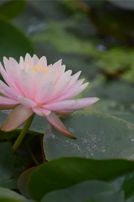 Seerose 'Madame Wilfron Gonnère'