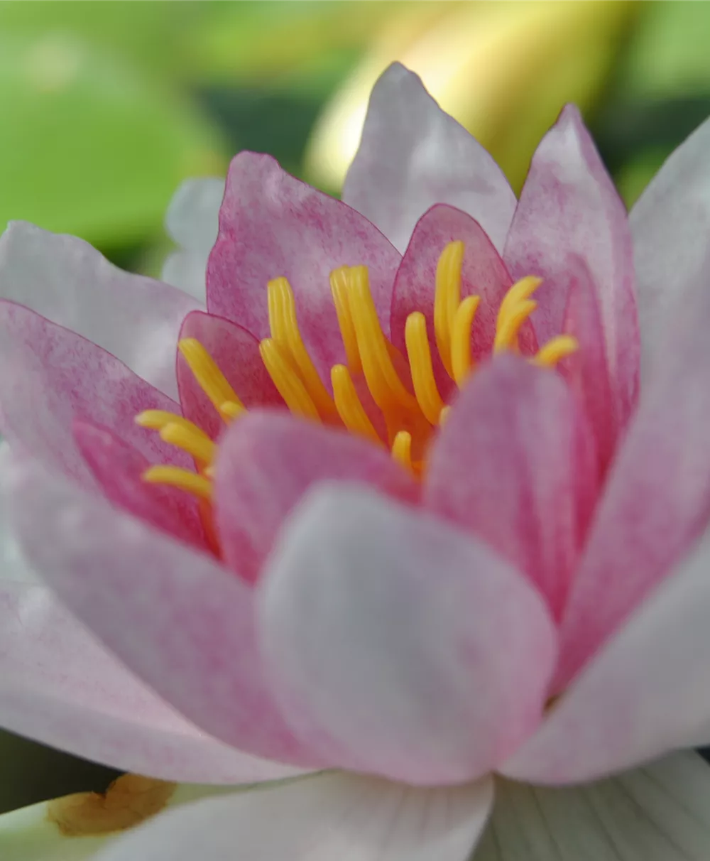Garten-Seerose 'Marliacea Rosea'