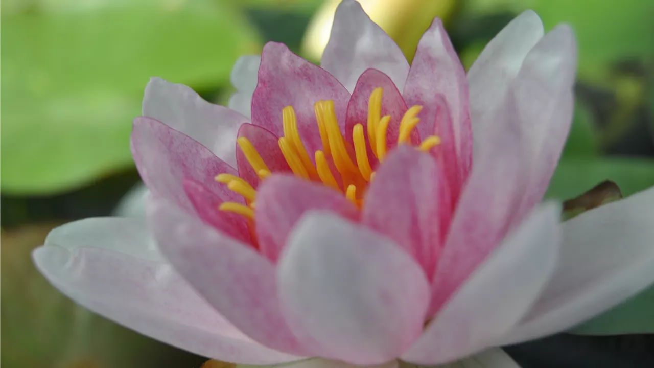 Nymphaea 'Marliacea Rosea'