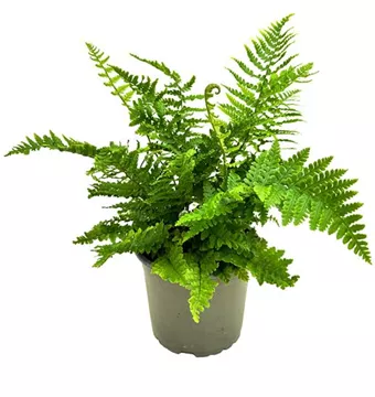Dryopteris affines crispa (krauser Goldschuppenfarn).jpeg