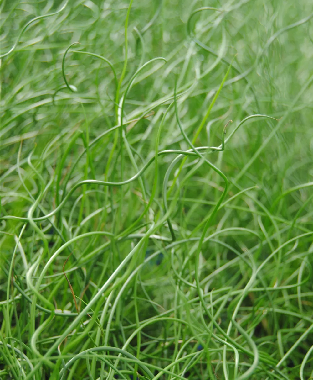 Spiralige Garten-Binse