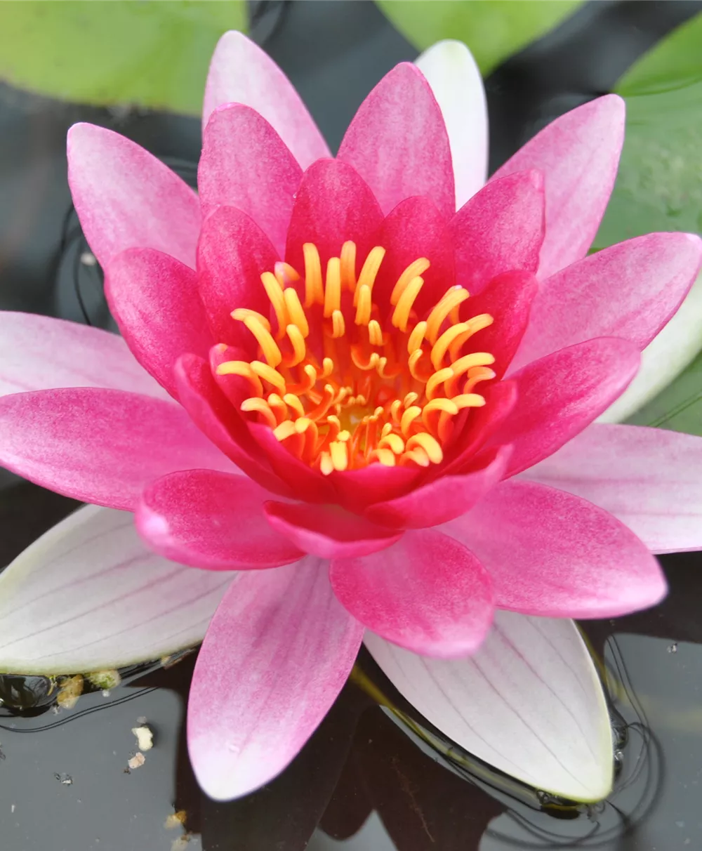 Garten-Seerose 'Attraction'