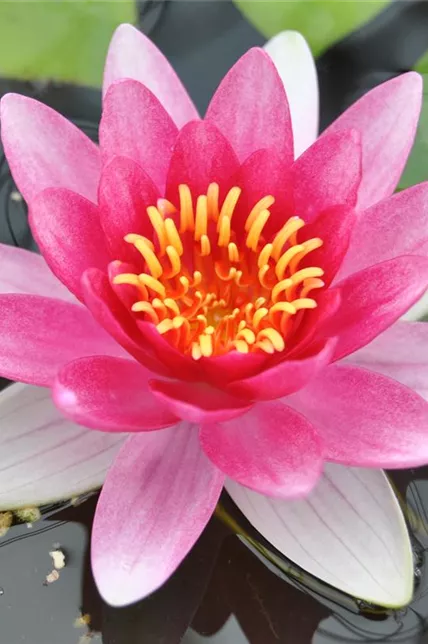 Garten-Seerose 'Attraction'
