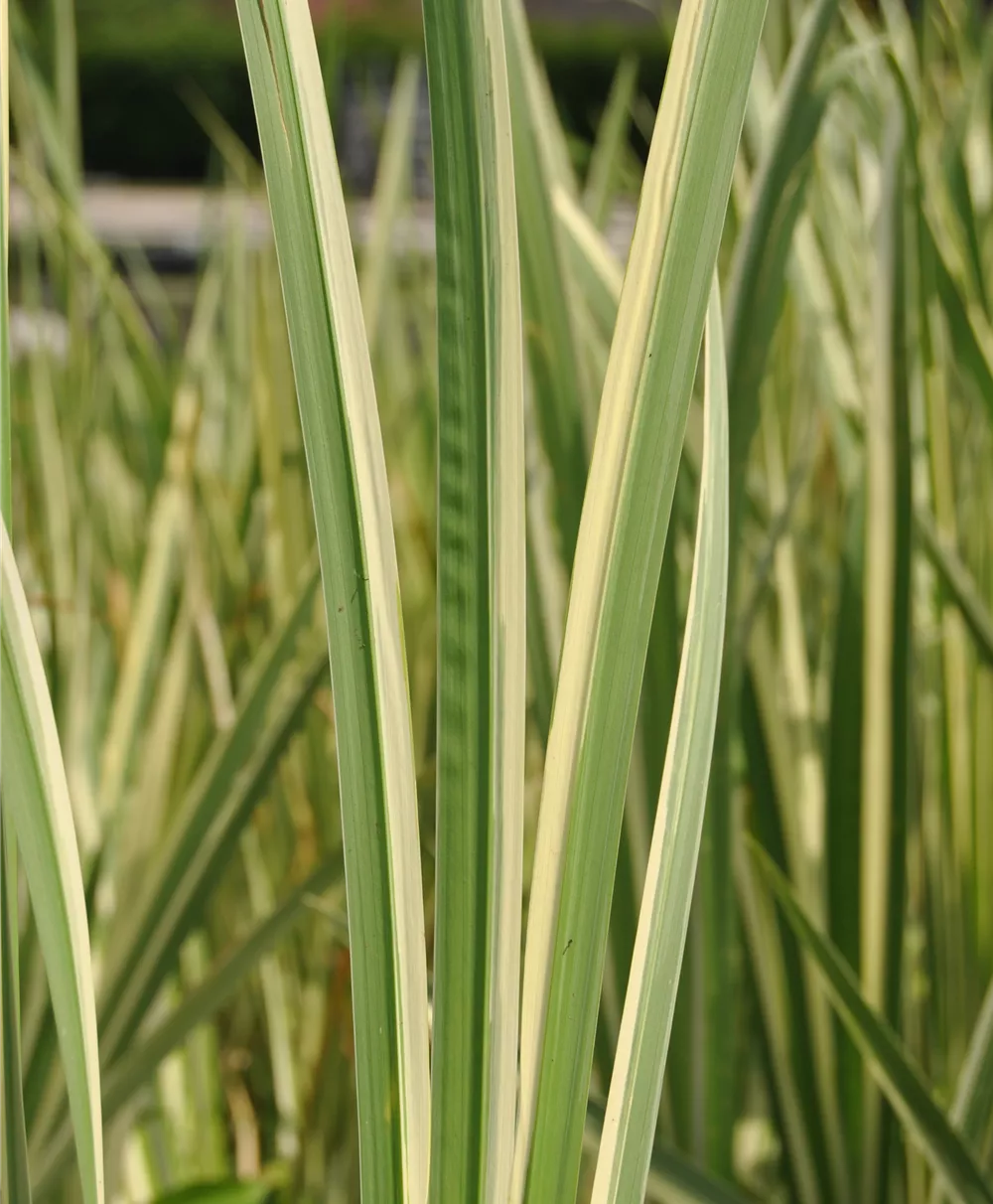 Weißgestreifter Garten-Kalmus 'Variegatus'