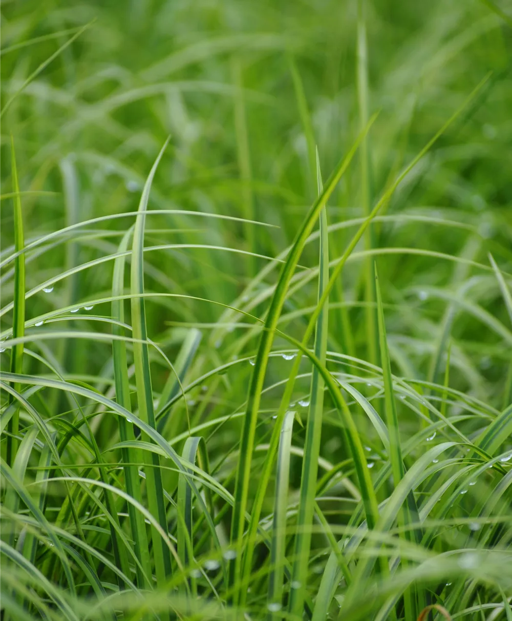 Grasartiger Garten-Kalmus 'Ogon'