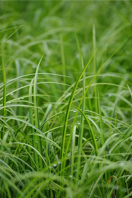 Grasartiger Garten-Kalmus 'Ogon'