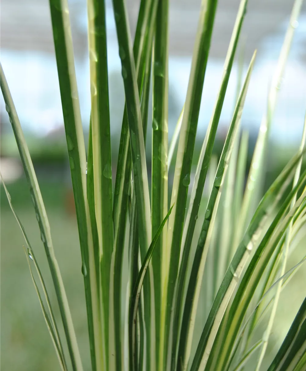 Grasartiger Garten-Kalmus 'Variegatus'