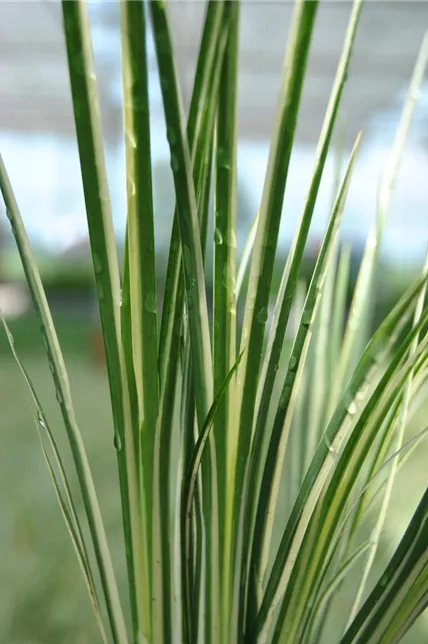Grasartiger Garten-Kalmus 'Variegatus'