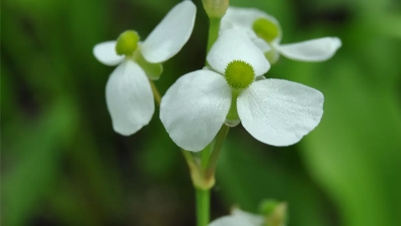 Alisma parviflora