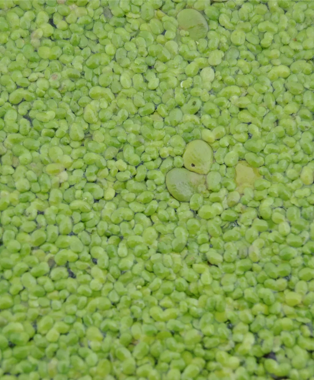 Kleine Wasserlinse