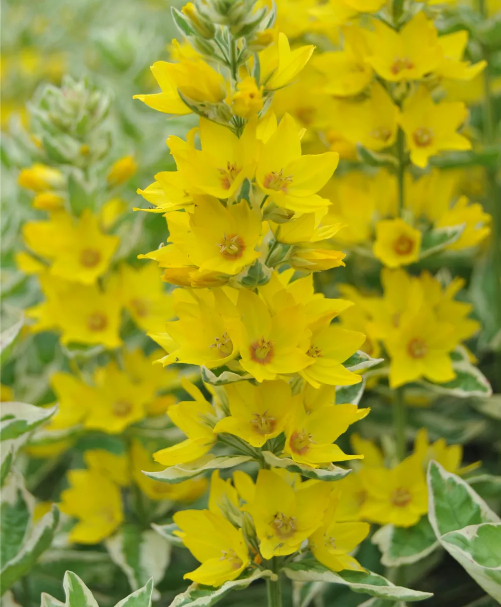 Garten-Gilbweiderich 'Variegata'