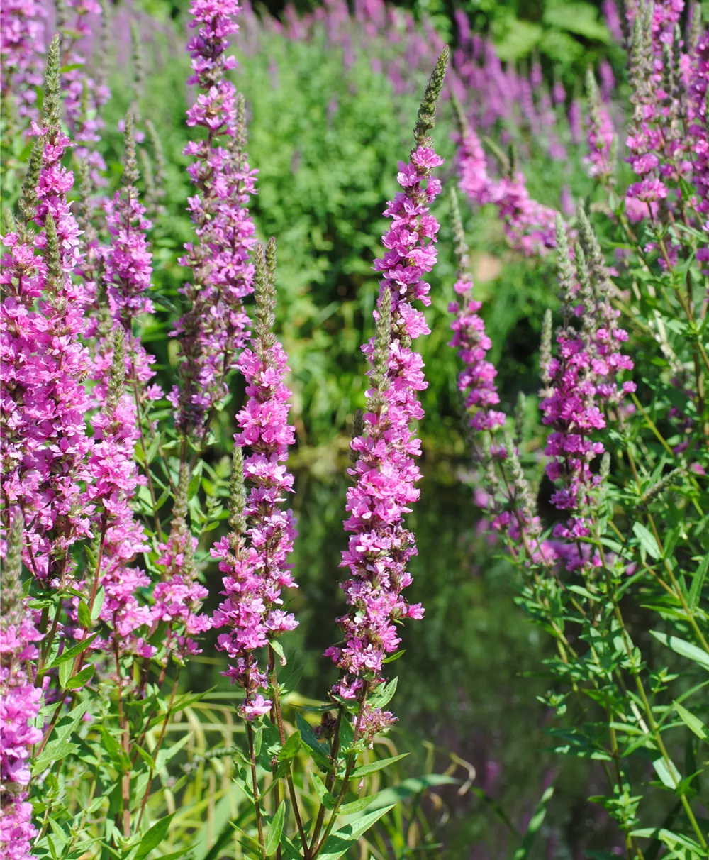 Garten-Blut-Weiderich