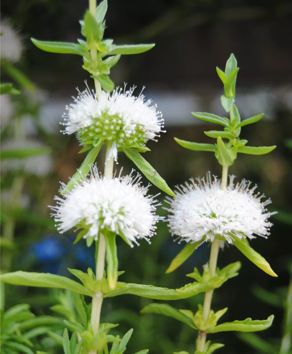 Garten-Minze 'Alba'