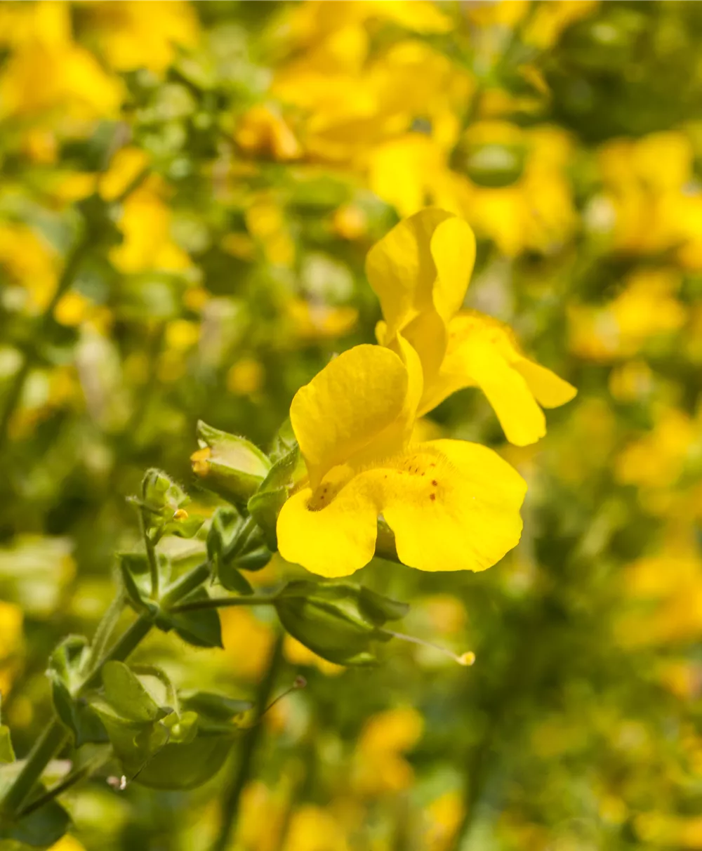 Gauklerblume