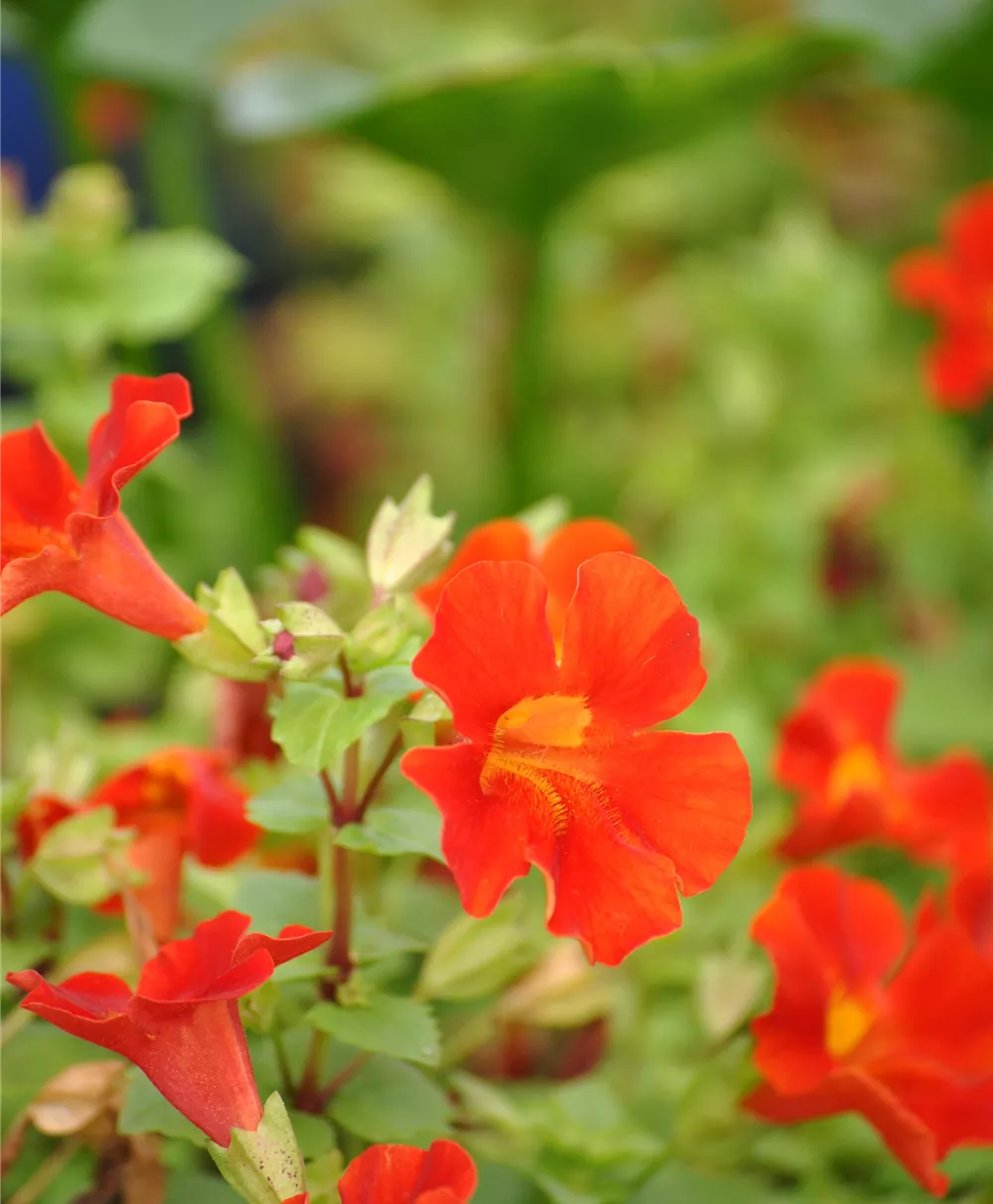 Garten-Gauklerblume 'Roter Kaiser'