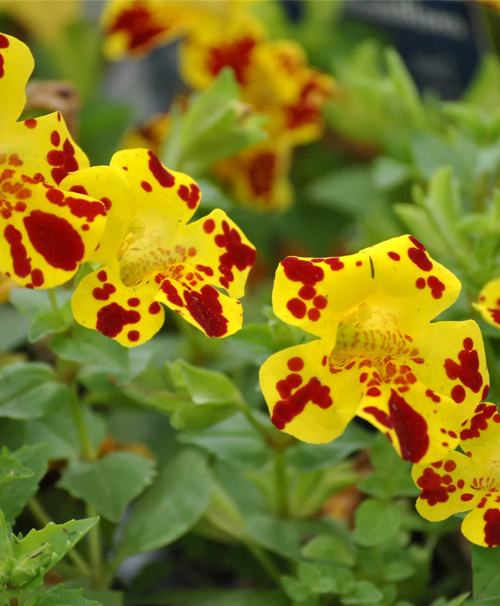 Garten-Gauklerblume