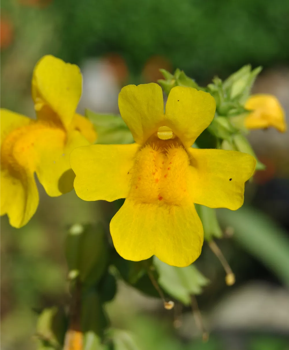 Gelbblühende Gauklerblume