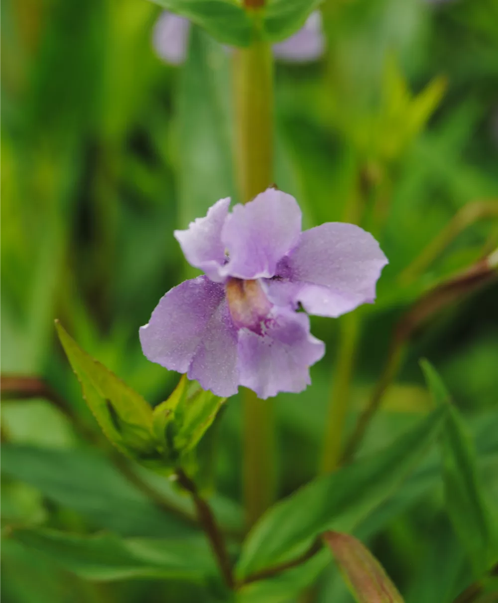 Offene Gauklerblume